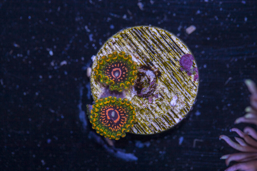 Zoanthids - Grand Master Krakatoa