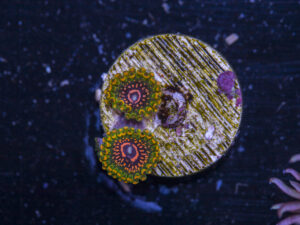 Zoanthids - Grand Master Krakatoa