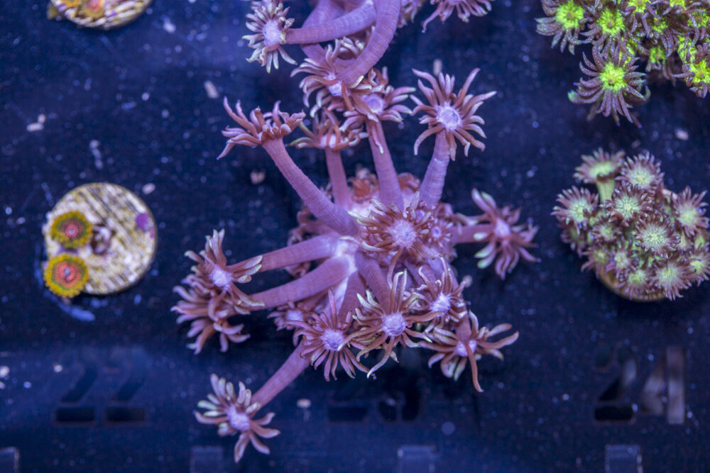 Goniopora