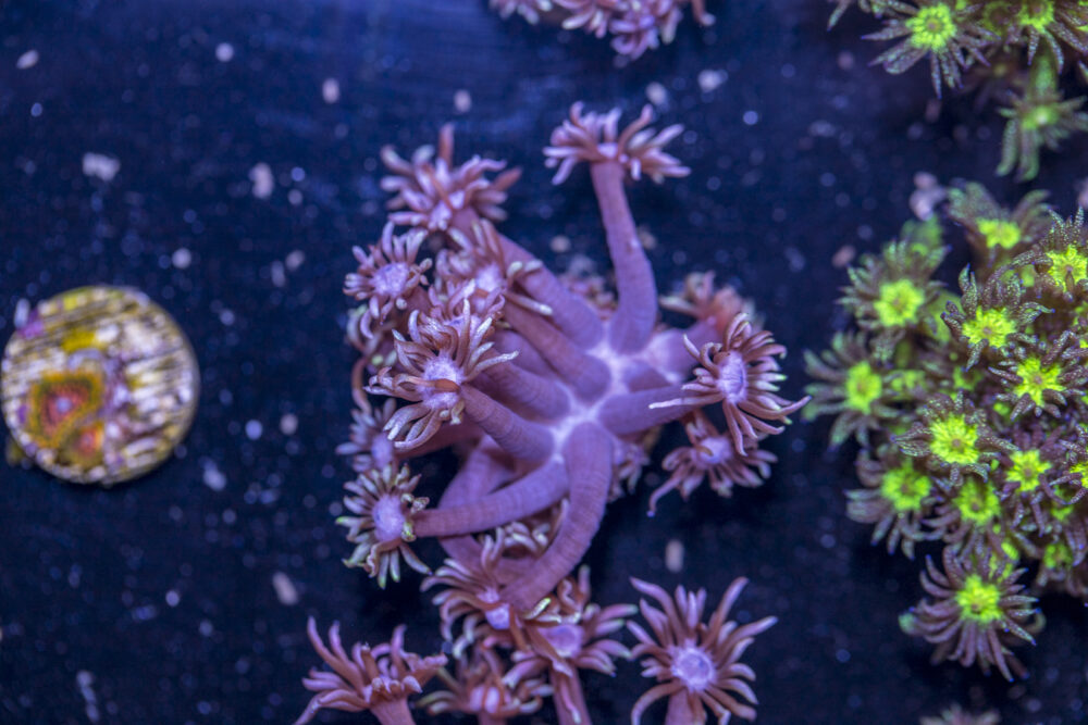 Goniopora