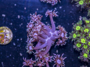 Goniopora