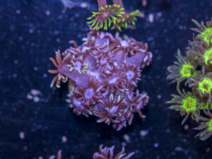 Goniopora