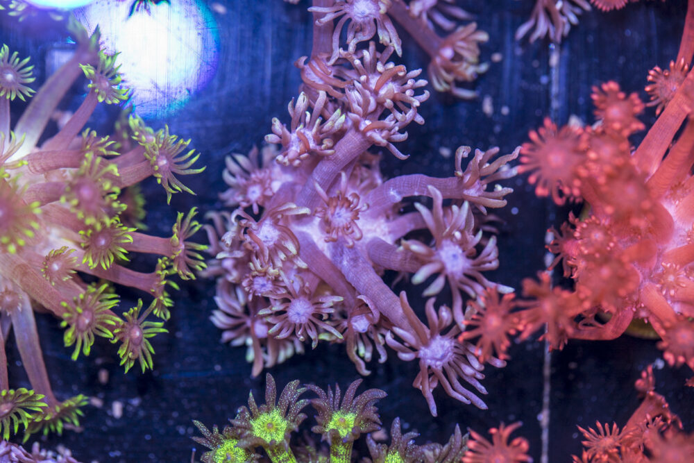 Goniopora