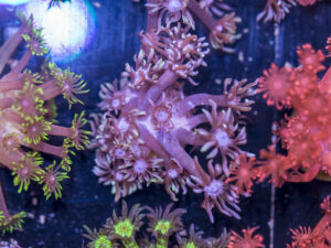 Goniopora