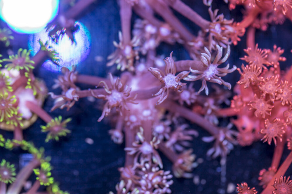 Goniopora