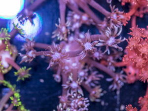 Goniopora