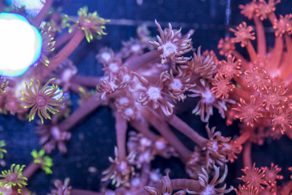 Goniopora