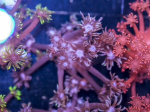 Goniopora