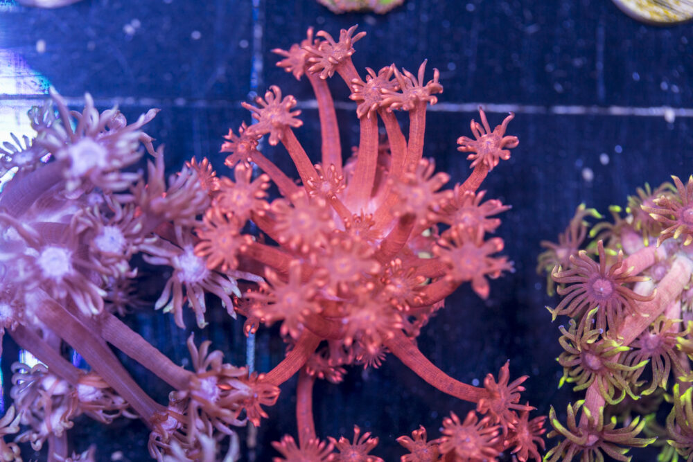 Goniopora