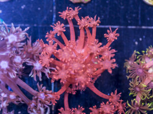 Goniopora
