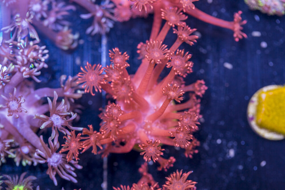 Goniopora