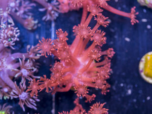 Goniopora