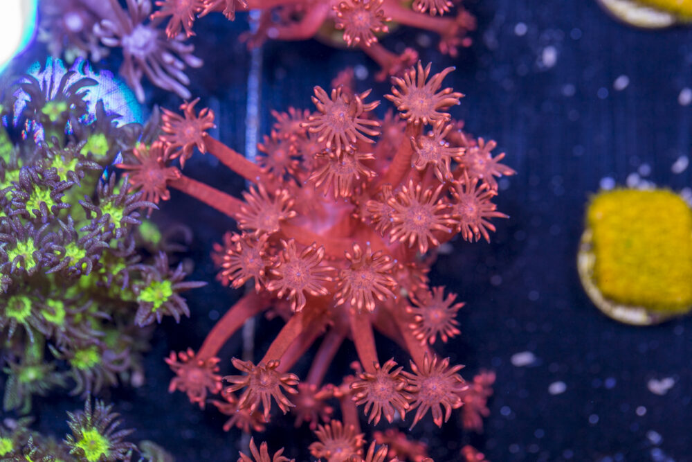 Goniopora