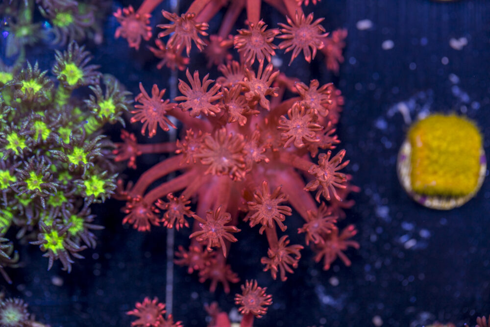 Goniopora