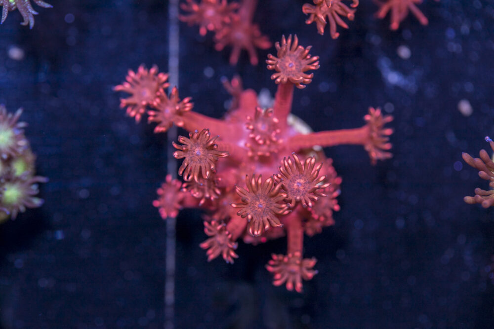 Goniopora