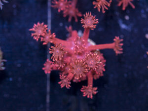 Goniopora