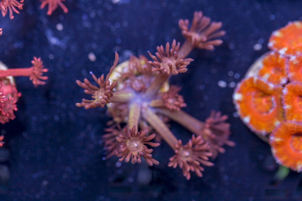 Goniopora - Amazeballs