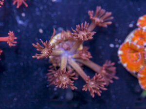 Goniopora - Amazeballs