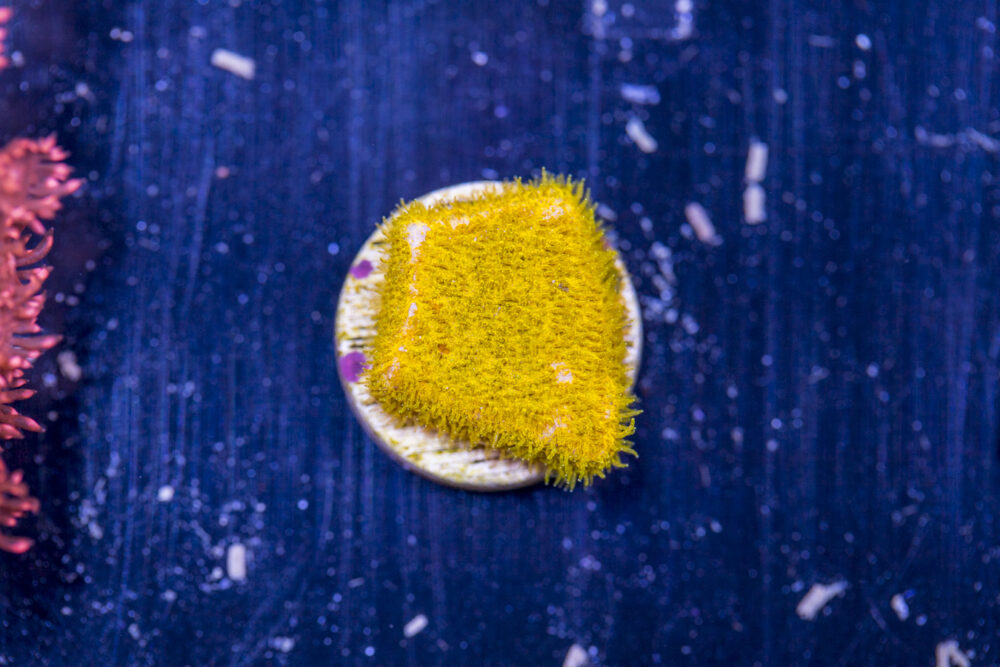Psammocora