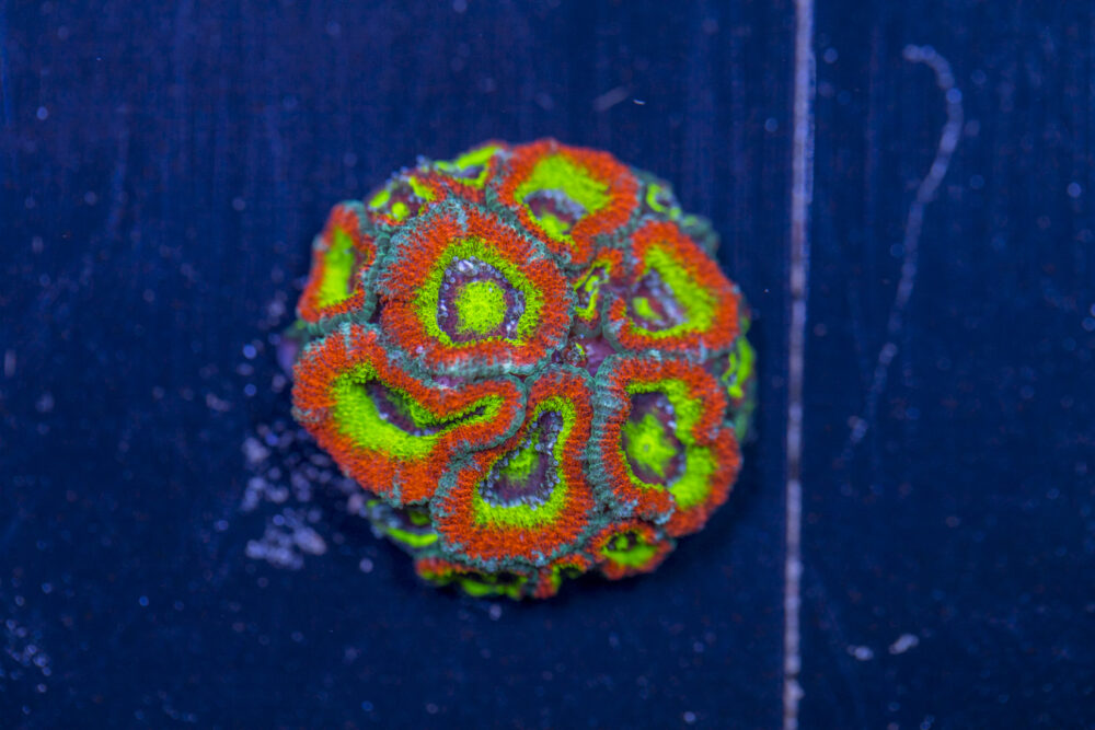 Acan - Holy Grail