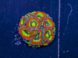 Acan - Holy Grail