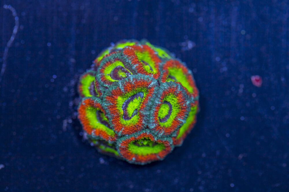 Acan - Holy Grail