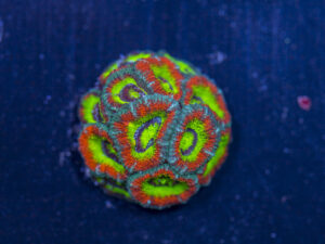 Acan - Holy Grail
