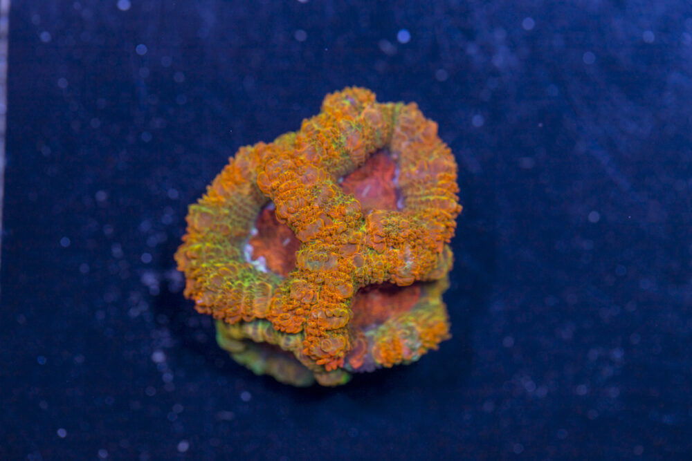 Acan - Lord Howe