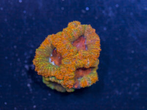 Acan - Lord Howe