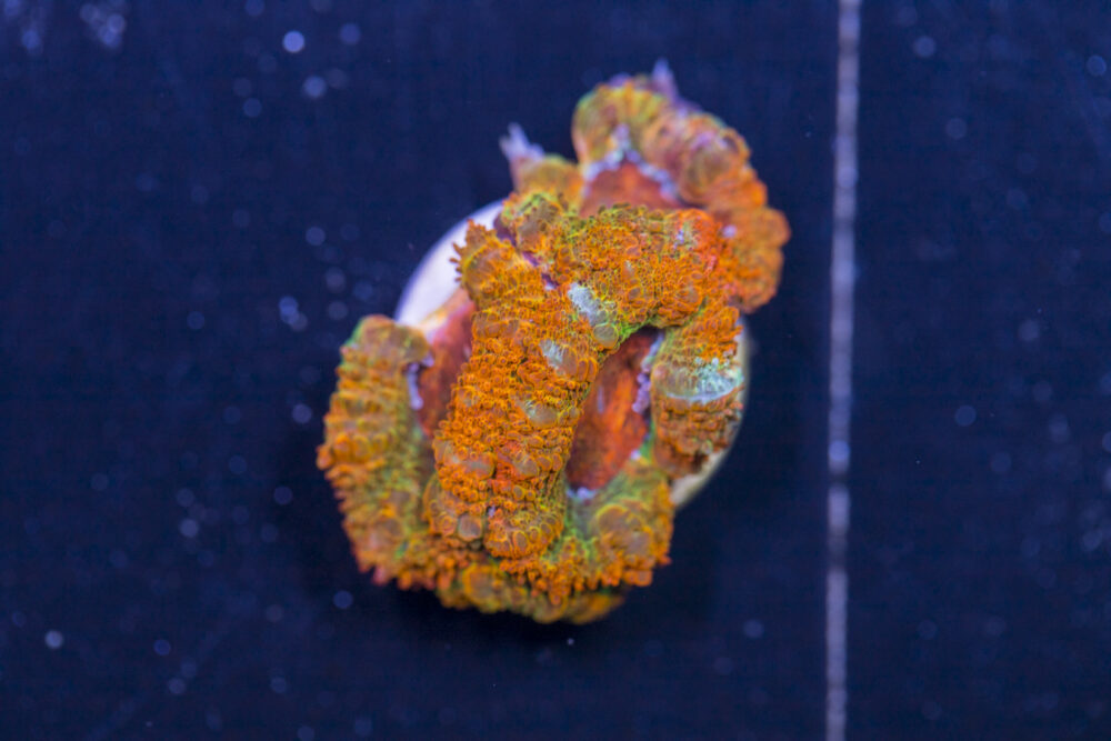 Acan - Lord Howe