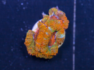 Acan - Lord Howe