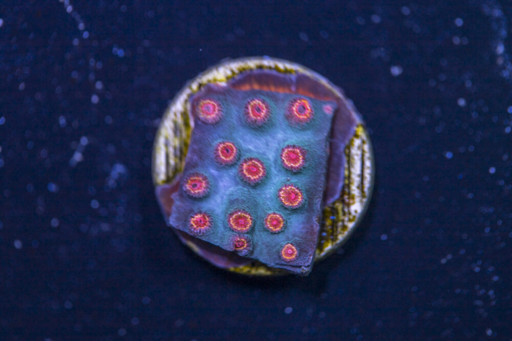 Cyphastrea - Meteor Shower