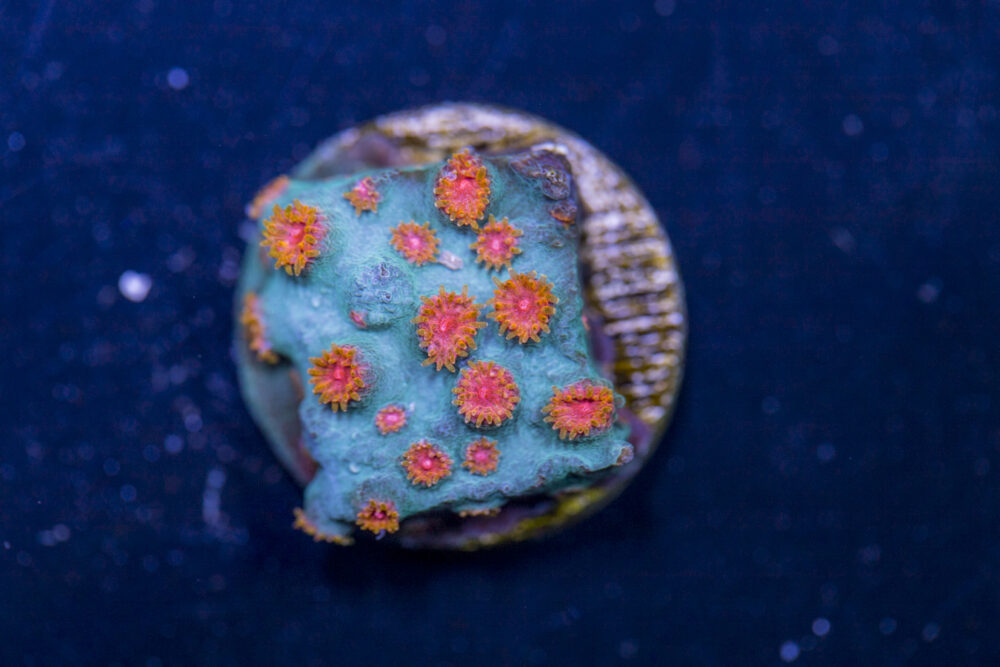Cyphastrea - Meteor Shower