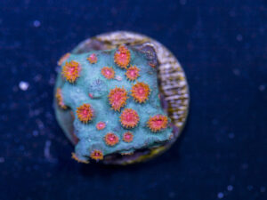 Cyphastrea - Meteor Shower
