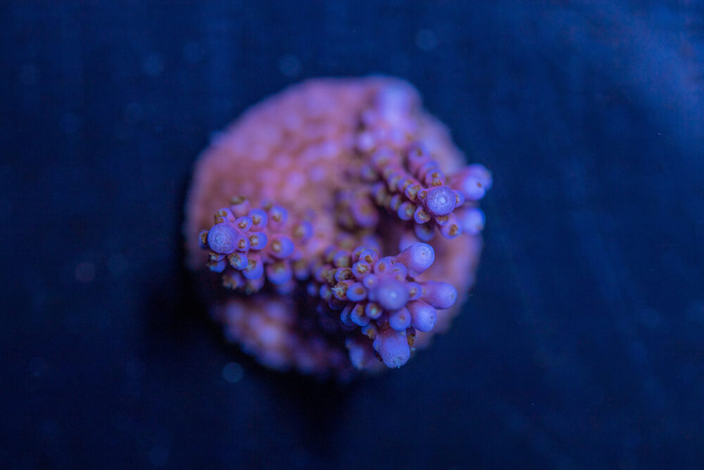 Acropora - Fireworks