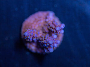 Acropora - Fireworks