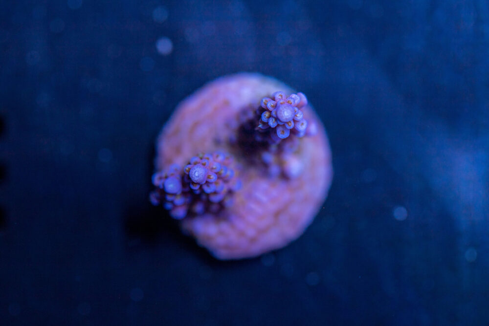 Acropora - Fireworks