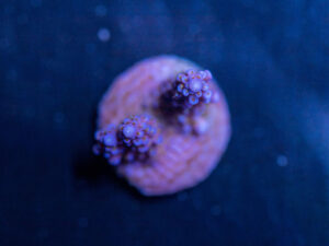 Acropora - Fireworks