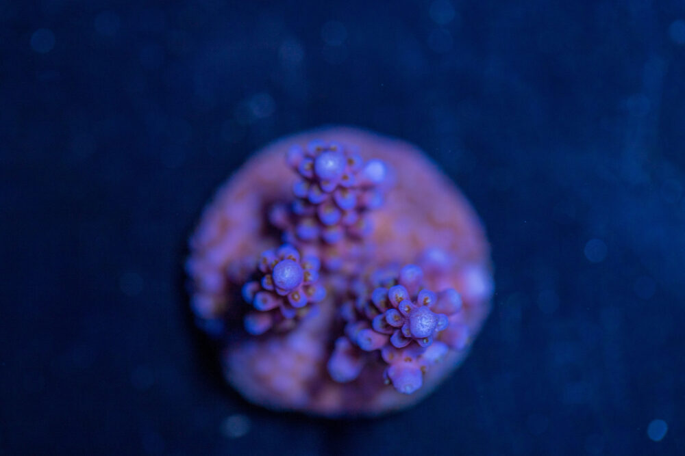 Acropora - Fireworks