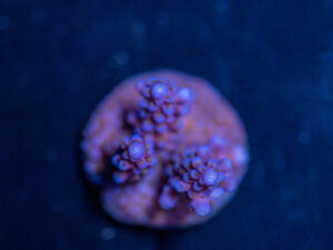 Acropora - Fireworks