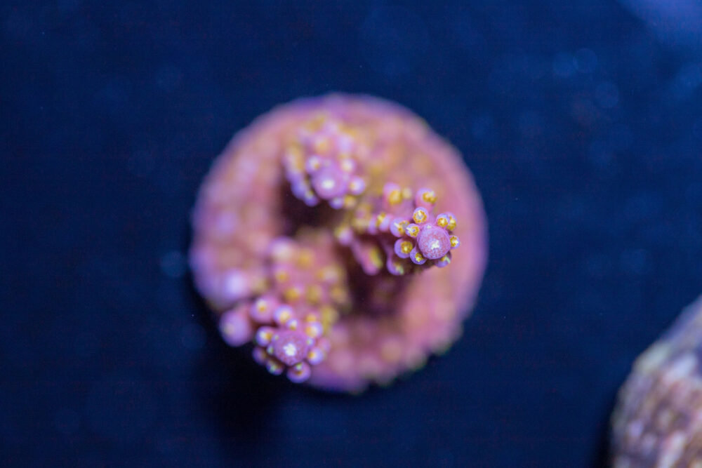 Acropora - Fireworks