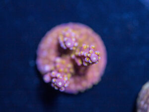 Acropora - Fireworks