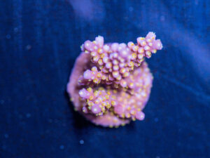 Acropora - Fireworks