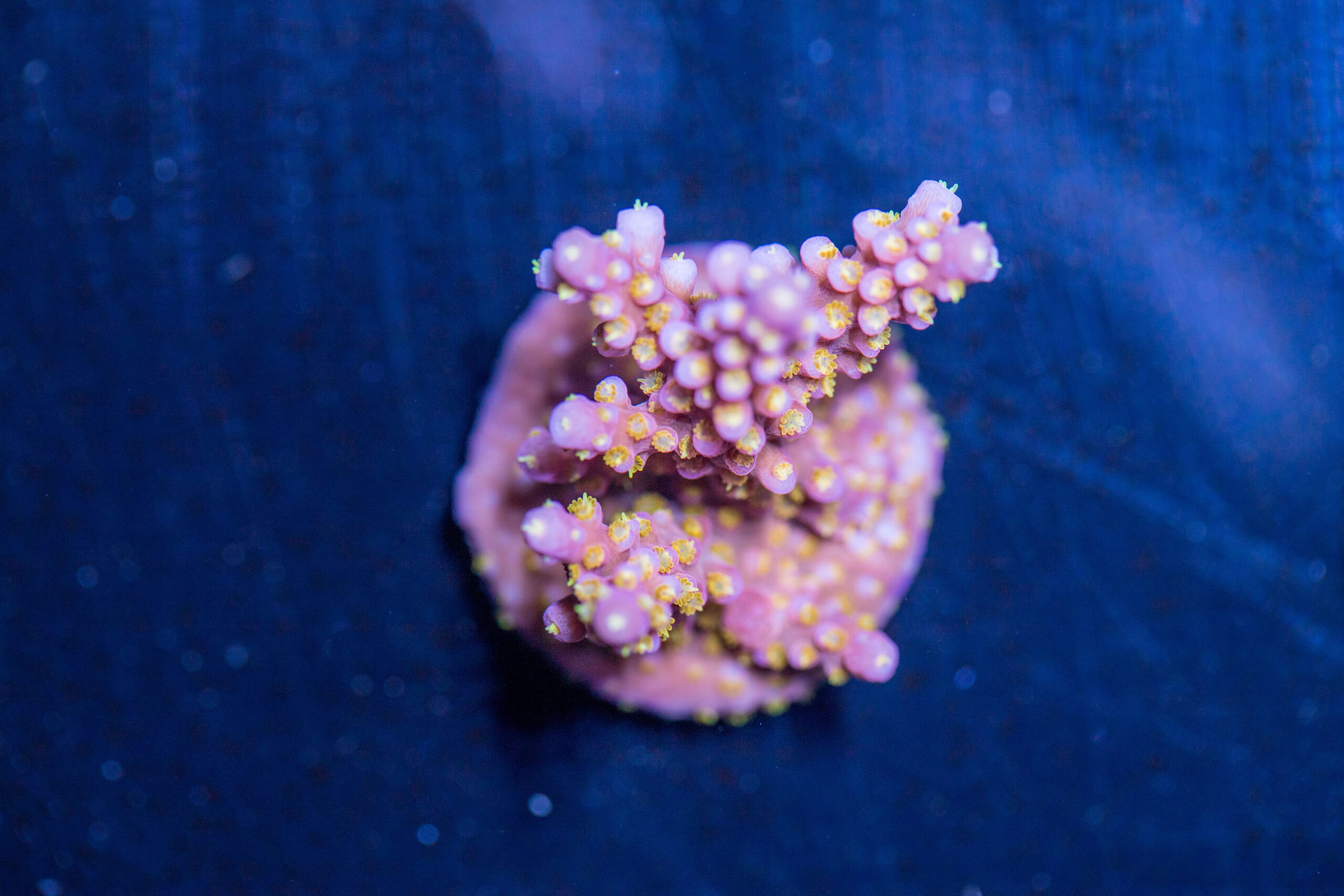 Acropora - Fireworks 1 Acropora - Fireworks