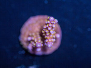 Acropora - Fireworks