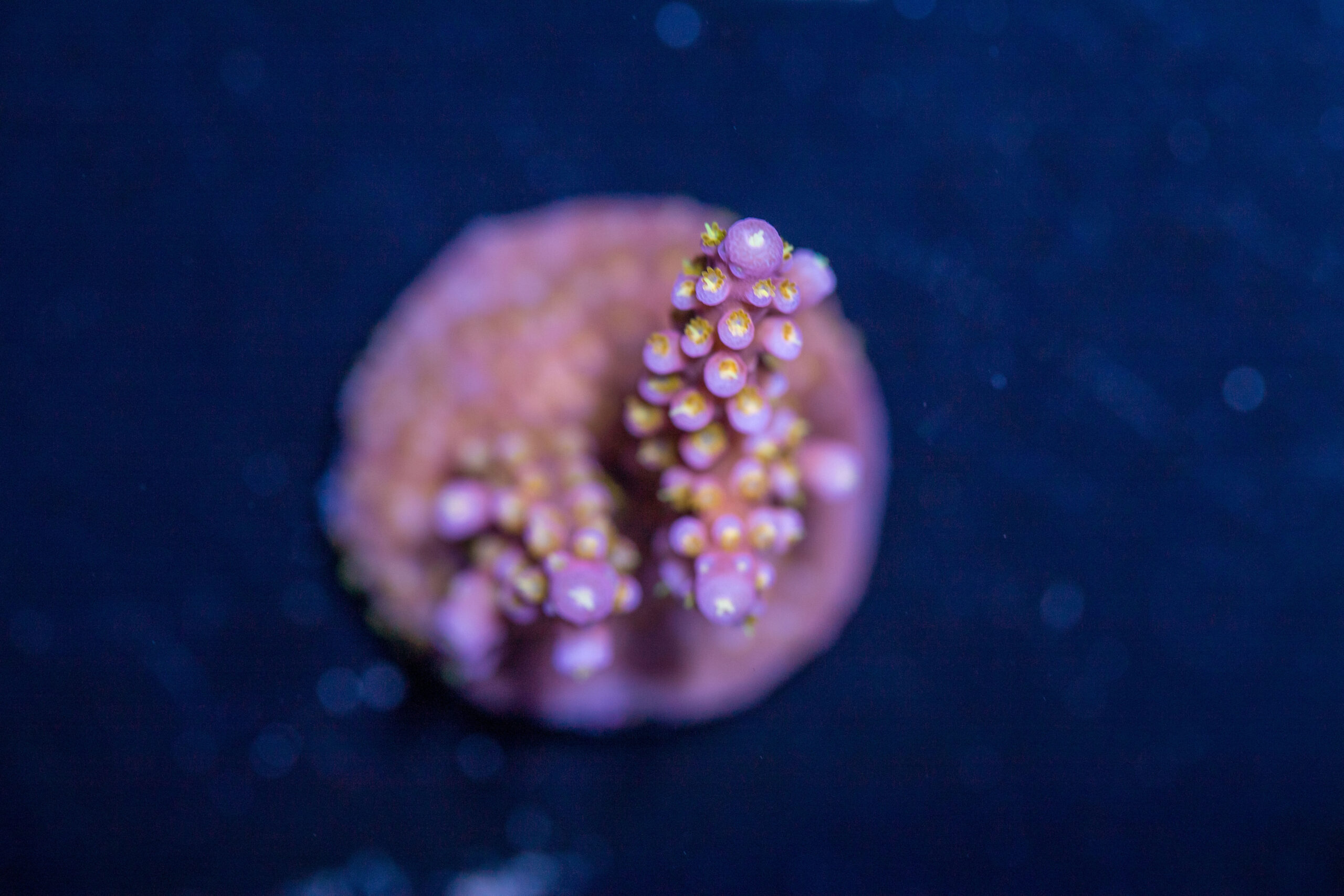 Acropora - Fireworks 1 Acropora - Fireworks