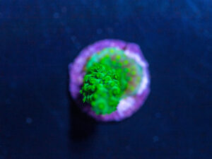 Acropora - Dallas