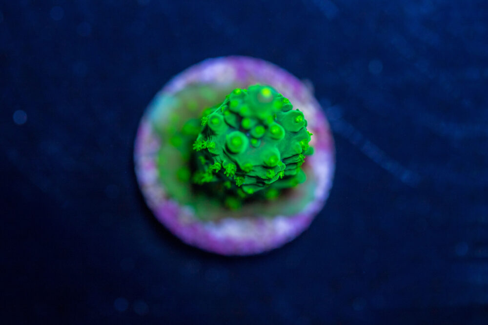 Acropora - Dallas