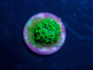 Acropora - Dallas