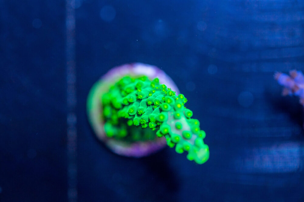 Acropora - Dallas